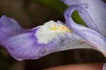 Dwarf crested iris